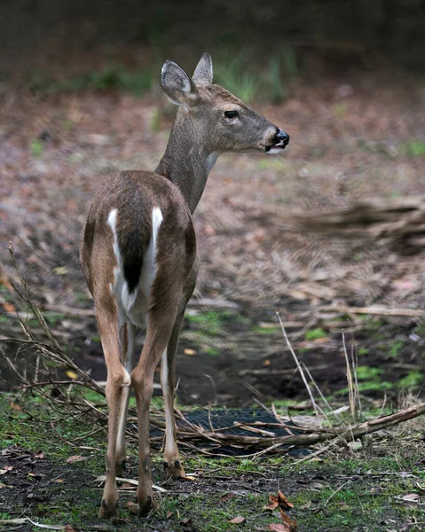 Cervo Animale Dalla Coda Bianca Cara Testa Close Profilo Vista — Foto Stock