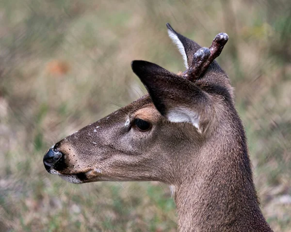 Hjortdjur Vitt Tailed Kära Huvud Närbild Profil Med Suddig Bakgrund — Stockfoto