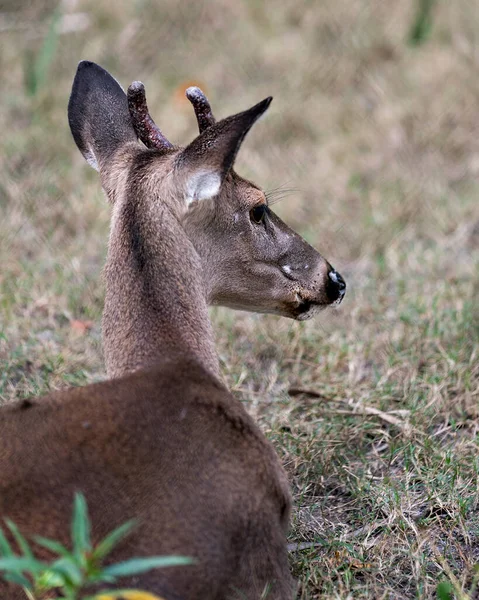 Veado Animal Cauda Branca Querida Cabeça Close Perfil Vista Com — Fotografia de Stock