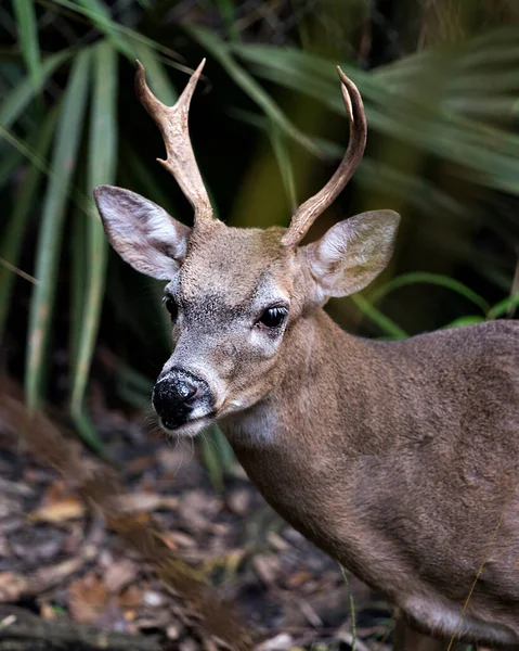 Jeleń Florida Key Deer Mężczyzna Zbliżenie Widok Głowy Odsłaniając Jego — Zdjęcie stockowe