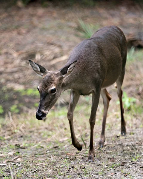 Deer White Tailed Deer 在野外行走的特写镜头 将身体 腿暴露在周围环境中 — 图库照片