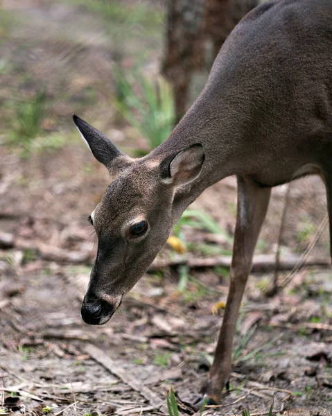 褐色の毛皮 足を示すフィールドを歩く鹿の白い尾鹿のクローズアップビューは その環境と周囲にボケの背景を持つ — ストック写真