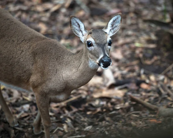 佛罗里达州鹿重要鹿动物近视头视图 腿在它的环境和周围有一个Bokeh背景 — 图库照片