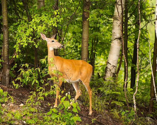 森林中的鹿类动物 其周围和周围环境都有树叶背景 — 图库照片