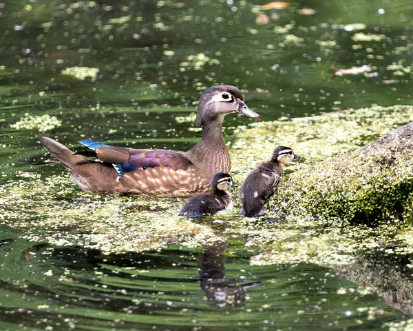 Pato Madre Con Sus Polluelos Agua Mostrando Sus Cuerpos Ojos — Foto de Stock