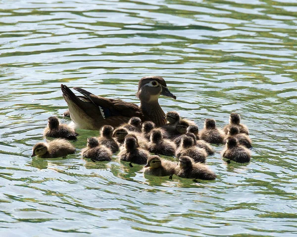 Pato Madre Con Sus Polluelos Agua Exponiendo Sus Cuerpos Ojos — Foto de Stock