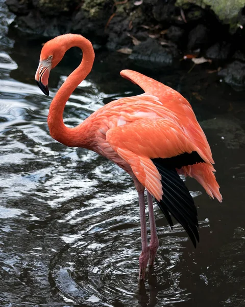 Flamingo Madár Közelkép Profil Kilátás Vízben Megjeleníti Kiterjesztett Szárnyak Gyönyörű — Stock Fotó