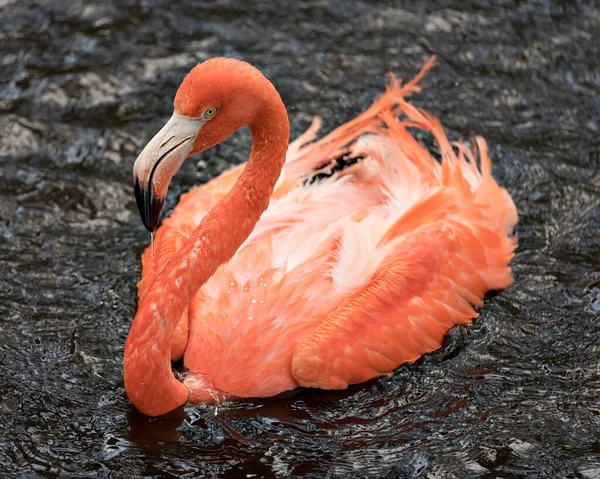 Flamingo Πουλί Close Προβολή Προφίλ Στο Νερό Πιτσιλίζει Νερό Φτερά — Φωτογραφία Αρχείου