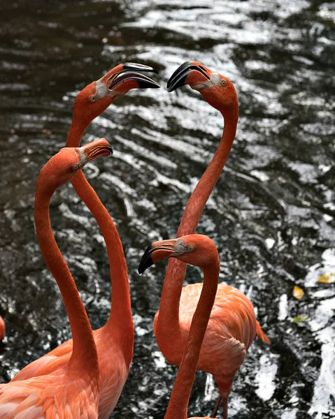 Flamingo Aves Close Vista Quatro Flamingos Interagindo Exibindo Sua Bela — Fotografia de Stock