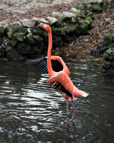 Flamingo Kuşunun Yakından Profil Görüntüsü Suyun Bir Bacağında Dinleniyor Pembe — Stok fotoğraf