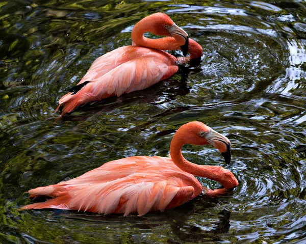 Flamingo Kuşları Suda Vücutlarını Tüylerini Başlarını Gözlerini Boyunlarını Çevrelerinde Uzun — Stok fotoğraf