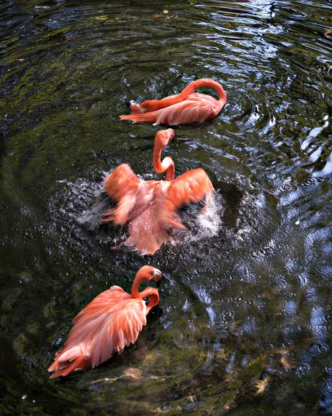 Flamingó Madarak Vízben Élvezik Fürdést Környezetében Környezetben — Stock Fotó