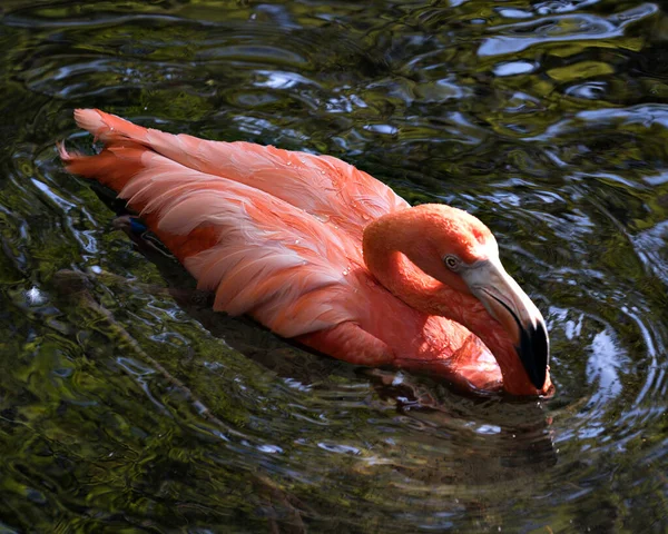 Flamingo kuşunun yakından profil görüntüsü suda ve çevresindeki ve çevresindeki banyoların keyfini çıkarıyor..
