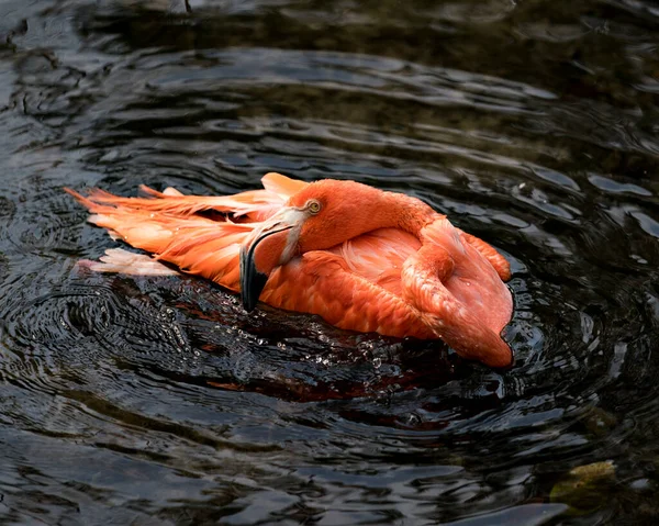 Flamingo Madár Közelkép Profilkép Megjelenítése Gyönyörű Tollazat Fej Hosszú Neg — Stock Fotó