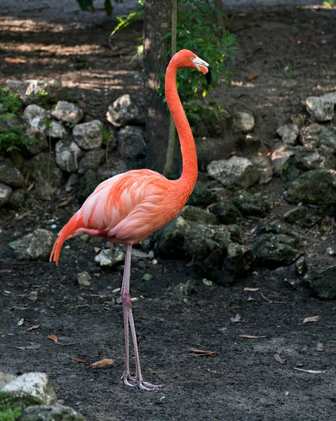 Flamingo Πουλί Close Προβολή Προφίλ Φύλλωμα Και Βράχο Φόντο Στο — Φωτογραφία Αρχείου