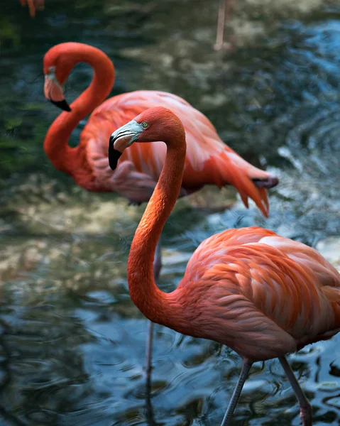 Flamingo Πουλιά Γκρο Πλαν Προβολή Προφίλ Στο Νερό Ένα Πουλί — Φωτογραφία Αρχείου