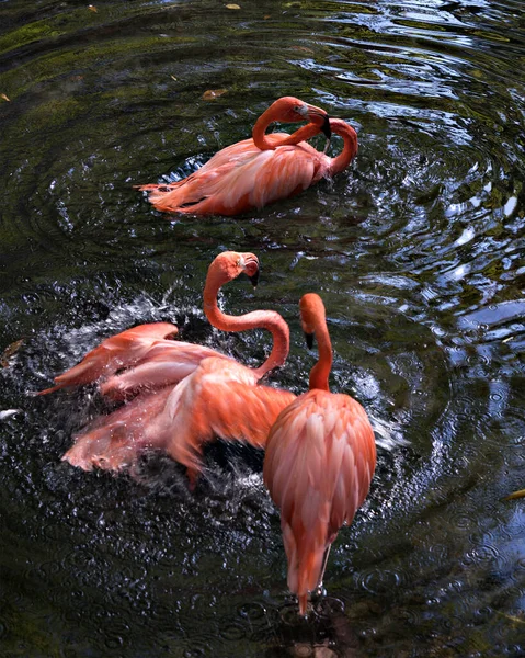 Flamingo Vogels Het Water Tonen Hun Lichaam Verenkleed Hoofd Oog — Stockfoto