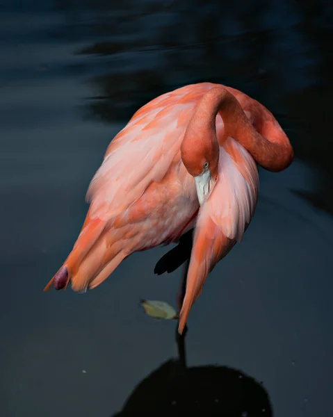 Flamingo Bird Standing Water Its Head Resting Its Body Displaying — Stock Photo, Image