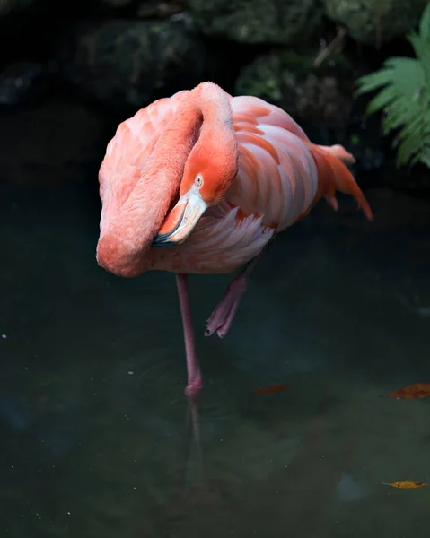 Flamingo Πουλί Στέκεται Στο Νερό Στο Ένα Πόδι Θέα Από — Φωτογραφία Αρχείου