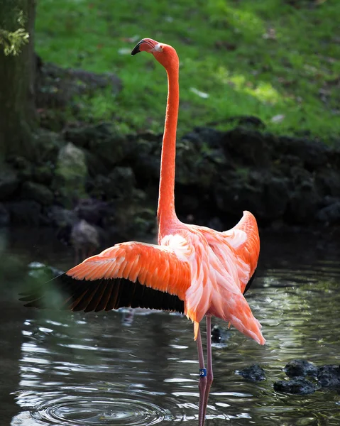Flamingo Pássaro Close Perfil Vista Com Asas Espalhadas Água Desfrutar — Fotografia de Stock
