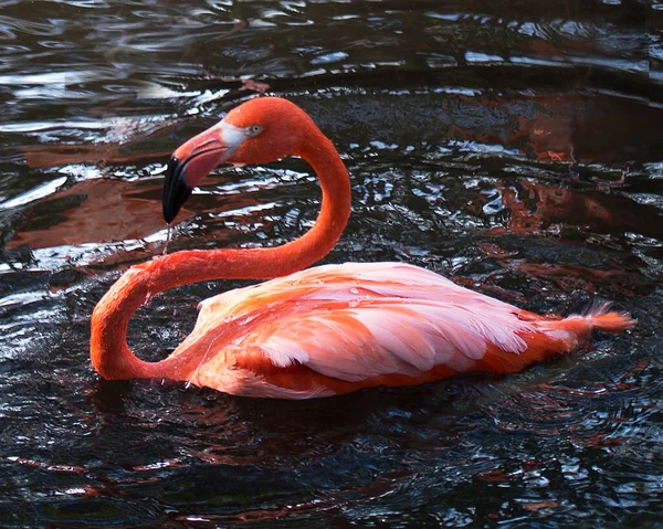 Flamingo Madár Közelkép Profil Kilátás Vízben Megjelenítő Gyönyörű Rózsaszín Tollazat — Stock Fotó
