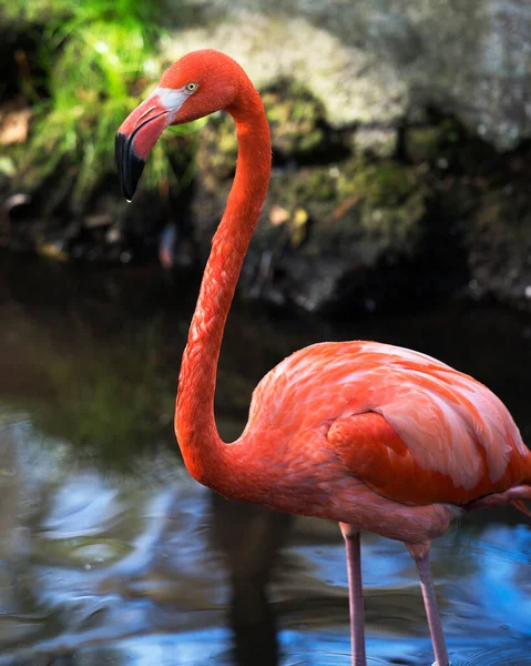 Flamingo Πουλί Close Προβολή Προφίλ Στο Νερό Εμφανίζει Όμορφο Ροζ — Φωτογραφία Αρχείου
