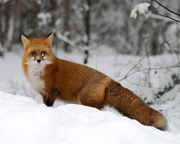 Red Fox Животное Лесу Сезон Виноделов Глядя Камеру Окрестностях Окружающей — стоковое фото