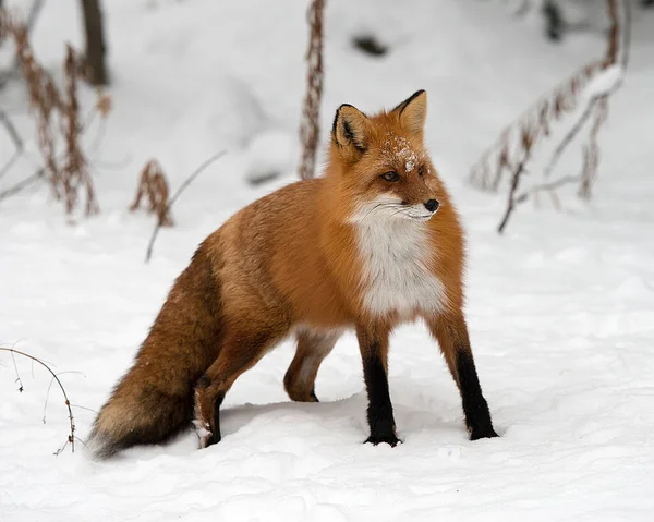 周囲の冬の森の中のレッドフォックス動物や 錆びた赤い色の毛皮 雪のボケを背景にした忙しい尾を表示する環境 — ストック写真