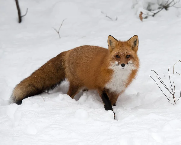 Red Fox Dier Het Bos Winter Seizoen Omgeving Omgeving Tonen — Stockfoto