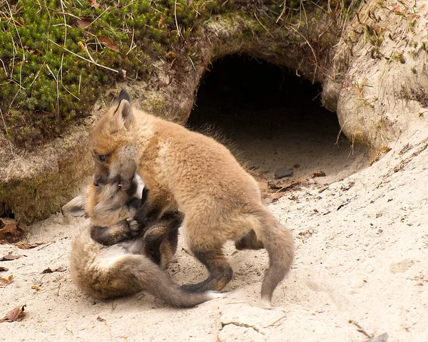 Fox Red Fox Kojenecká Souprava Lišky Lese Jejich Doupě Jamka — Stock fotografie