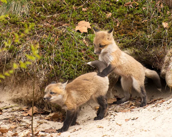 Fox Red Fox Kojenecká Sada Lišky Lese Těší Své Okolí — Stock fotografie