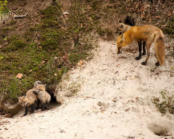 Fuchs Red Fox Tiermutter Und Kit Füchse Wald Genießen Seine — Stockfoto