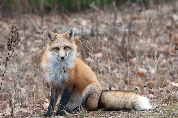 Fox Red Fox Zvíře Lese Sedí Dívá Kamery Jeho Okolí — Stock fotografie