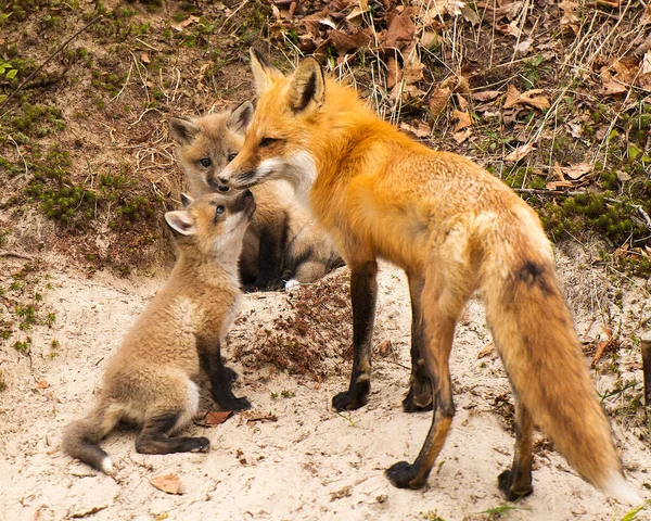 Fox Red Fox Zwierzę Matka Zestaw Lisy Lesie Korzystających Jego — Zdjęcie stockowe