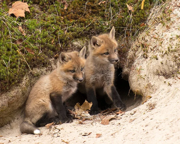 Fuchs Red Fox Baby Animal Kit Füchse Wald Genießen Ihre — Stockfoto