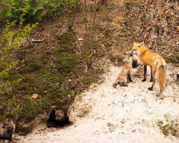 在森林里的红狐动物妈妈和小狐狸们冒险走出洞穴 在它们周围和环境中探索和玩耍 展示它们生锈的红色毛皮 浓密的尾巴 — 图库照片