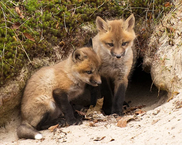 Fox Red Fox Pui Kit Vulpi Pădure Gaura Den Bucură — Fotografie, imagine de stoc