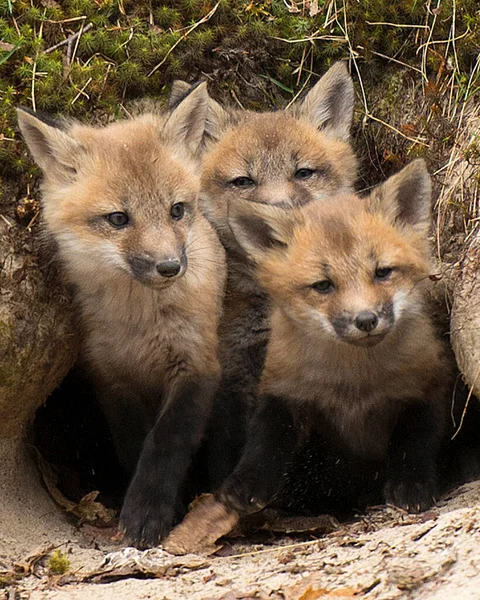 Fox Red Fox Dziecko Zestaw Lisy Lesie Swojej Norze Ciesząc — Zdjęcie stockowe
