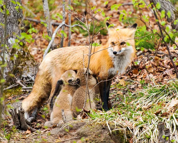 Fox Red Fox Zvíře Matka Krmení Své Sady Lišky Lese — Stock fotografie