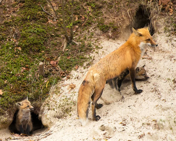 Red Fox animal  mother and kit foxes in the forest with moss and sand background in its surrounding and environment displaying fur, head, eyes, ears, nose, paws, bushy tail.