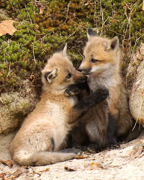 Fox Red Fox Kojenecká Sada Lišky Lese Těší Své Okolí — Stock fotografie