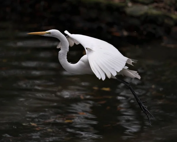 Great White Egret Voando Sobre Água Exibindo Penas Brancas Plumagem — Fotografia de Stock