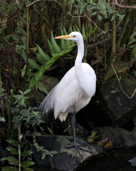 Grande Aigrette Blanche Vue Profil Rapprochée Avec Fond Feuillage Affichant — Photo