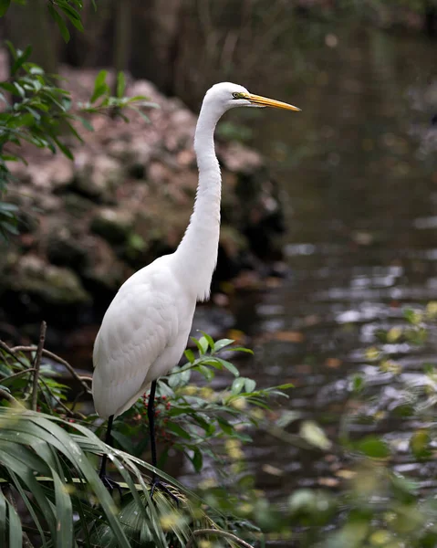 Silberreiher Vogel Nahaufnahme Des Profils Wasser Mit Weißem Gefieder Körper — Stockfoto