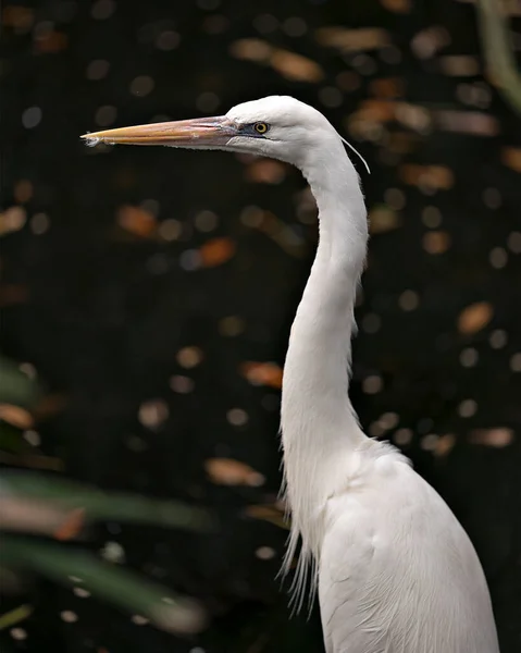 Silberreiher Vogelkopf Nahaufnahme Profil Ansicht Zeigt Kopf Schnabel Auge Weißes — Stockfoto
