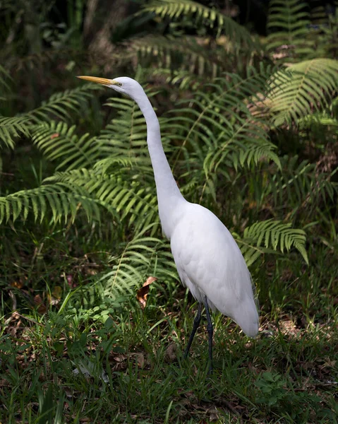 大白鹭特写 背景为叶状 背景为白色羽毛 环境及周围环境 — 图库照片