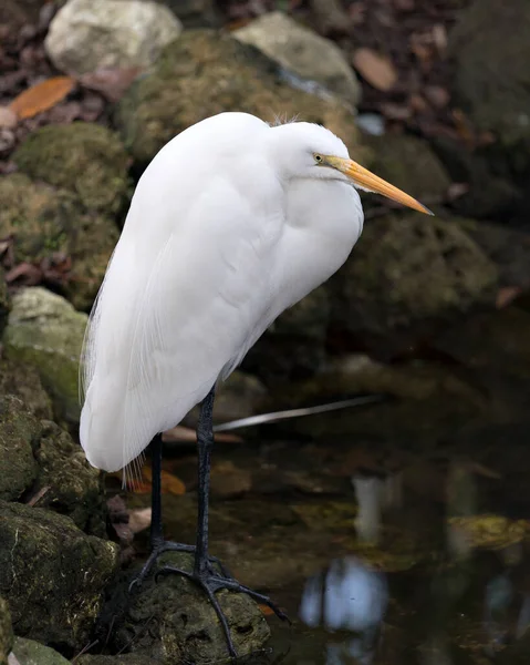 Grande White Egret Pássaro Close Perfil Vista Empoleirado Frente Com — Fotografia de Stock