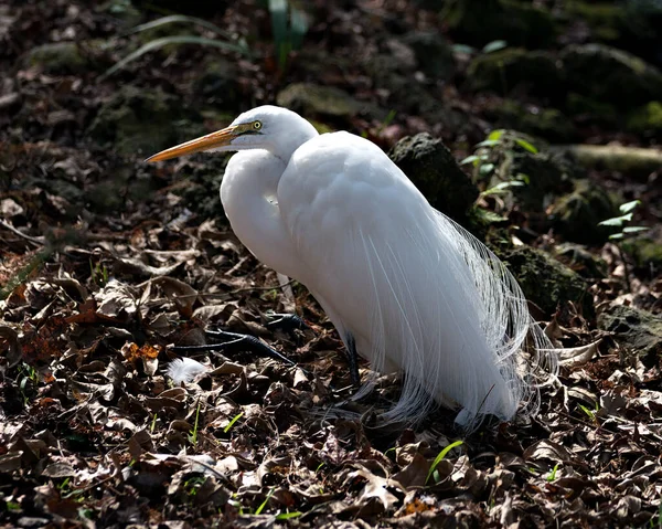 Great White Egret Ptak Zbliżenie Profil Widok Spoczywa Ziemi Wyświetlając — Zdjęcie stockowe