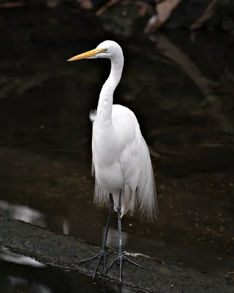 Silberreiher Vogel Nahaufnahme Profil Ansicht Steht Auf Einem Felsen Mit — Stockfoto