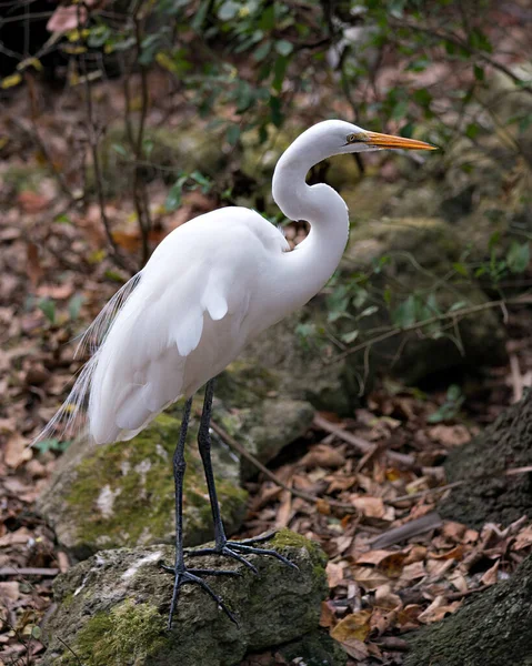 Silberreiher Vogel Nahaufnahme Profil Ansicht Steht Auf Einem Felsen Mit — Stockfoto